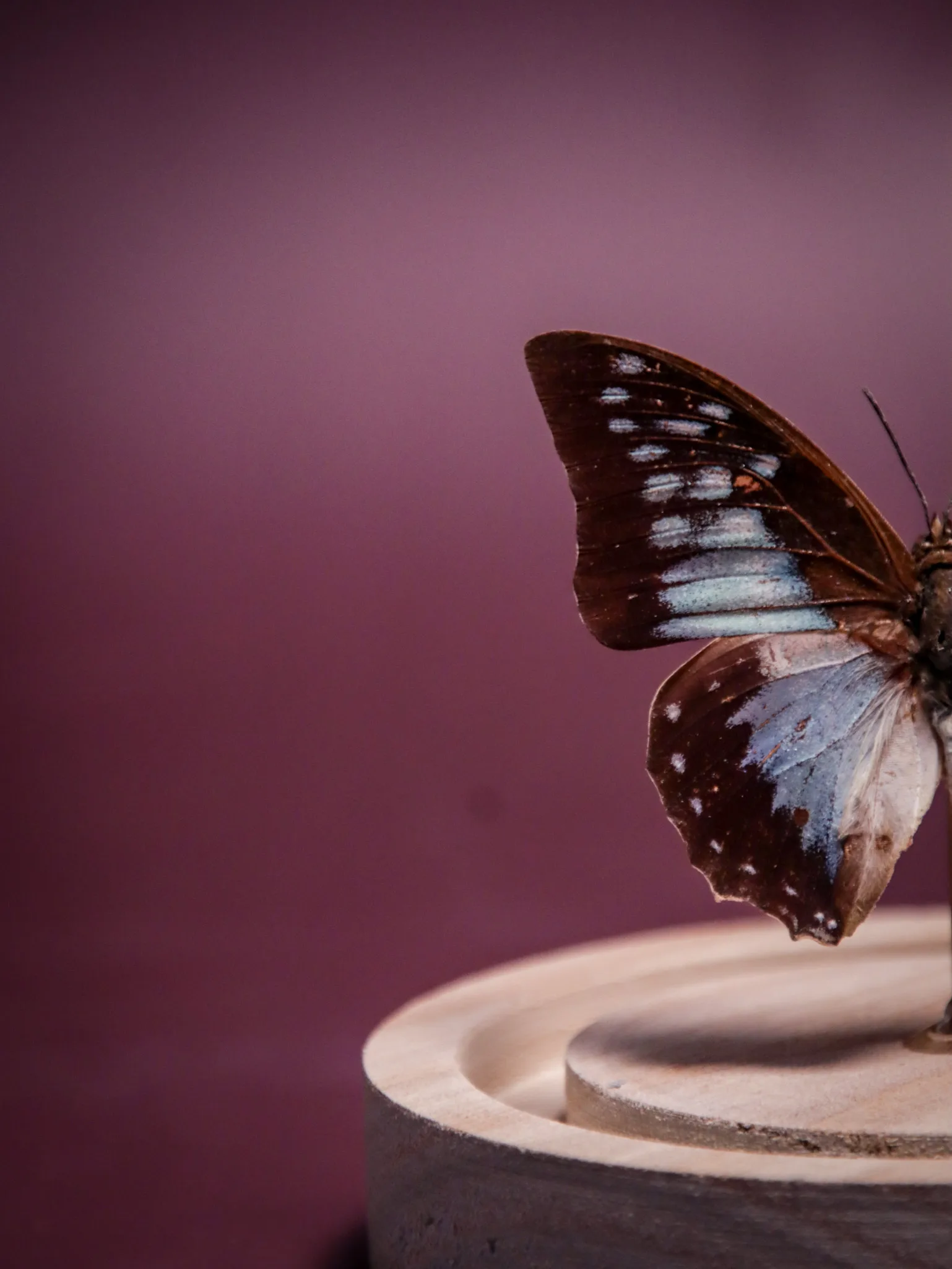 Papillon Charaxes pythodoris sous globe en verre – Image 6