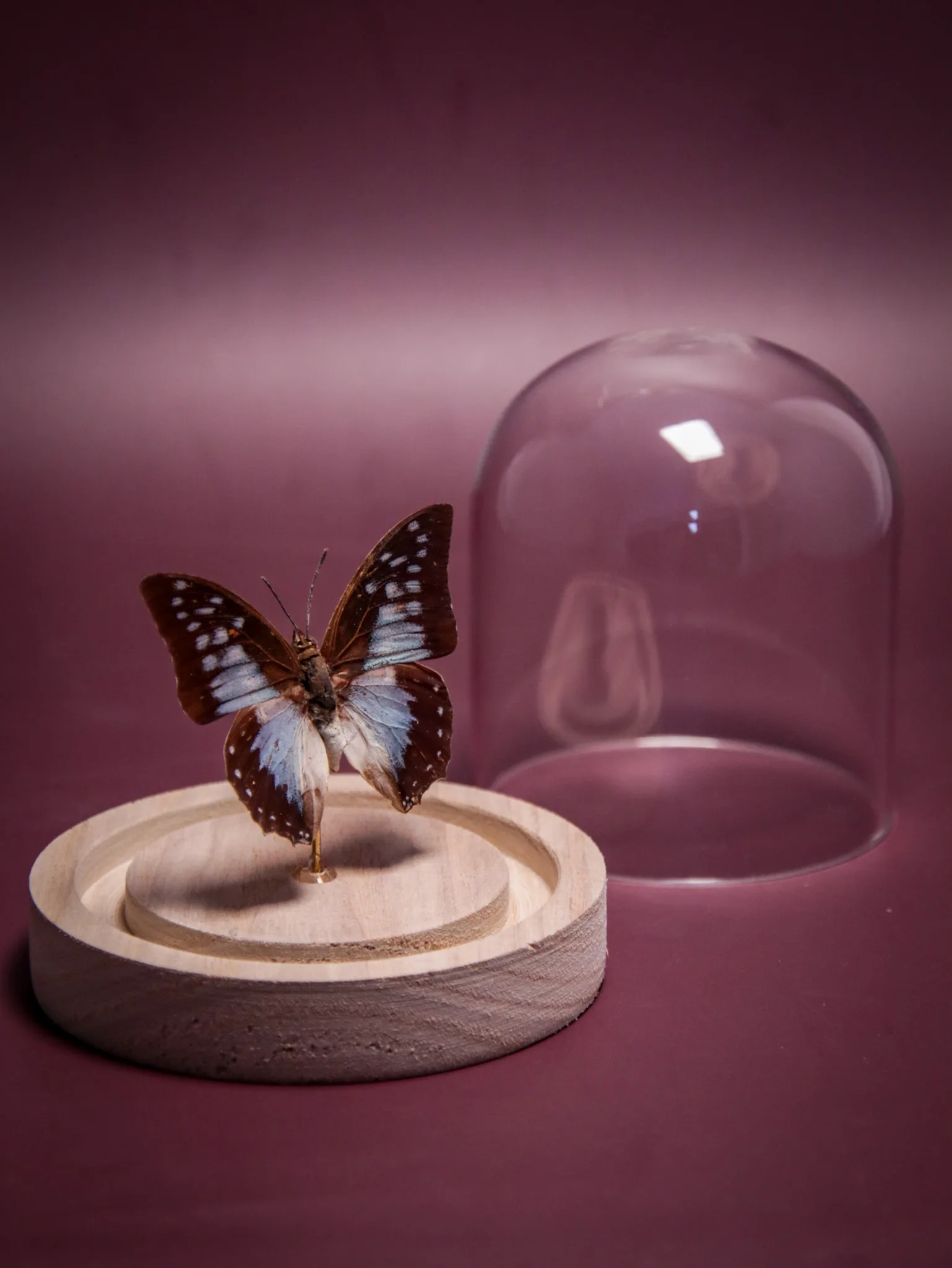 Papillon Charaxes pythodoris sous globe en verre – Image 5