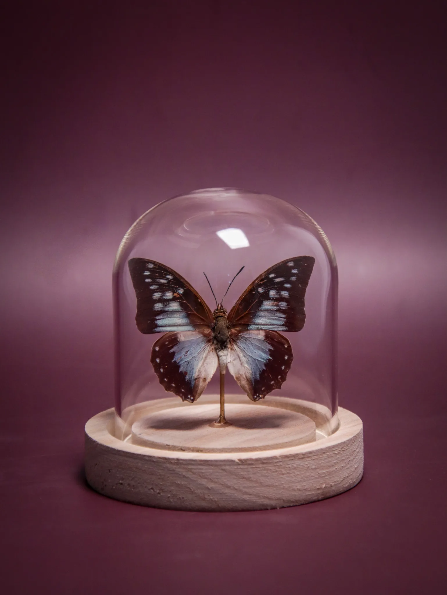 Papillon Charaxes pythodoris sous globe en verre – Image 4
