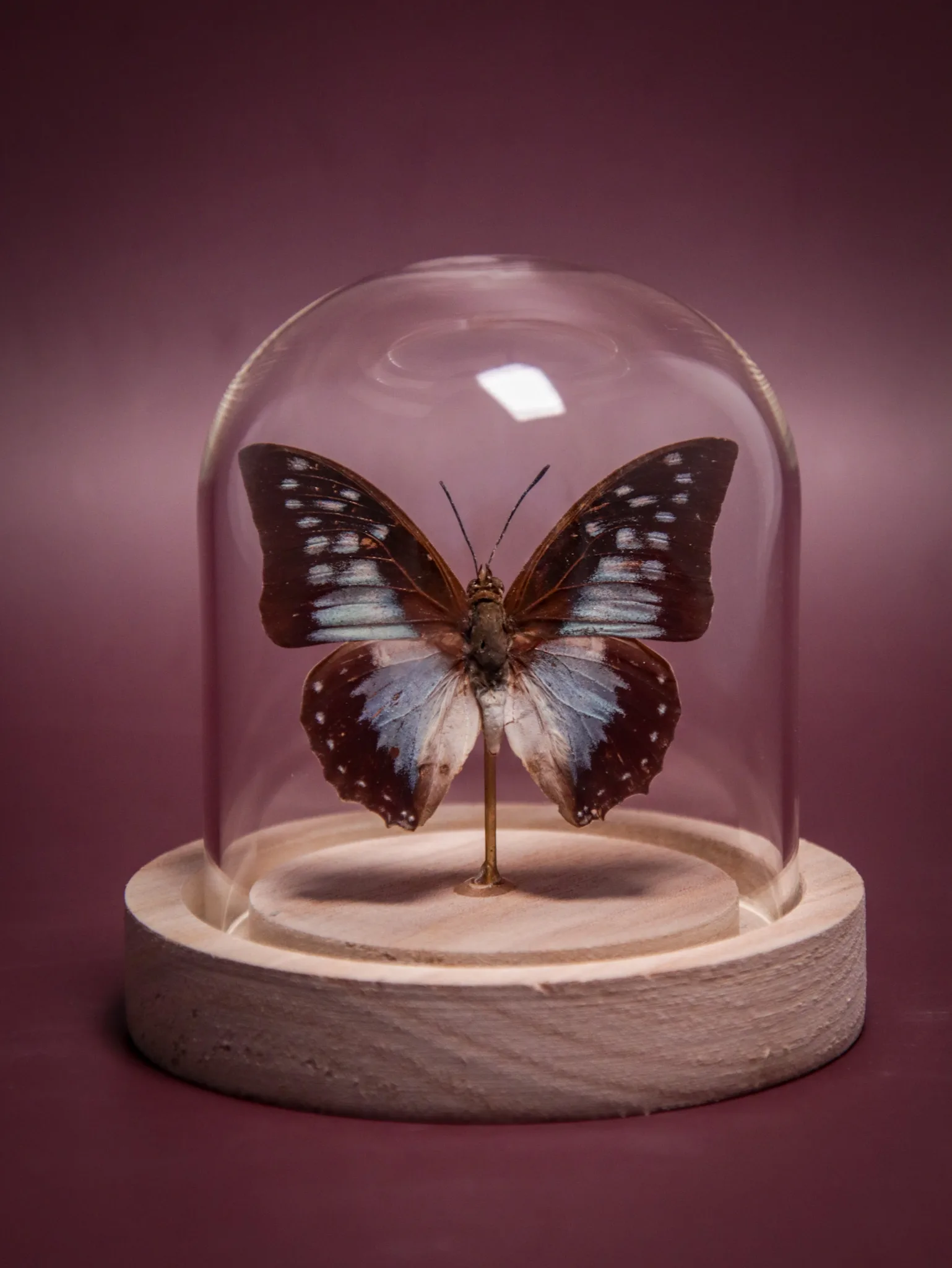 Papillon Charaxes pythodoris sous globe en verre