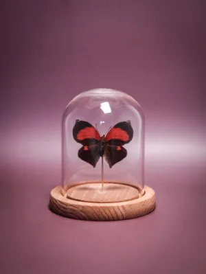 Papillon Siderone galanthis mars sous globe en verre