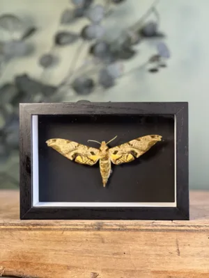 PROTAMBULYX EURYCLES  sous cadre