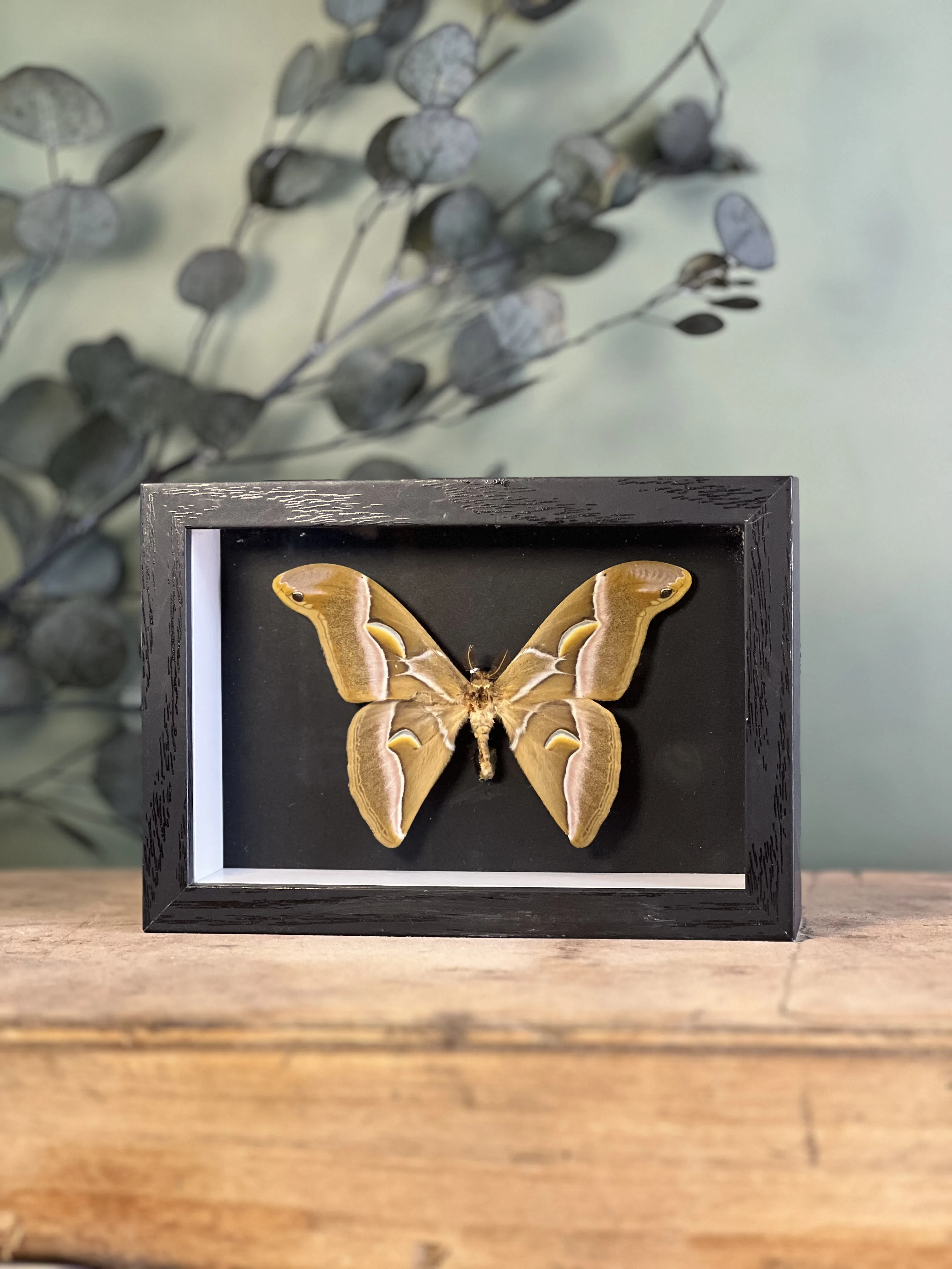 Samia cynthia walkeri sous cadre – Image 3