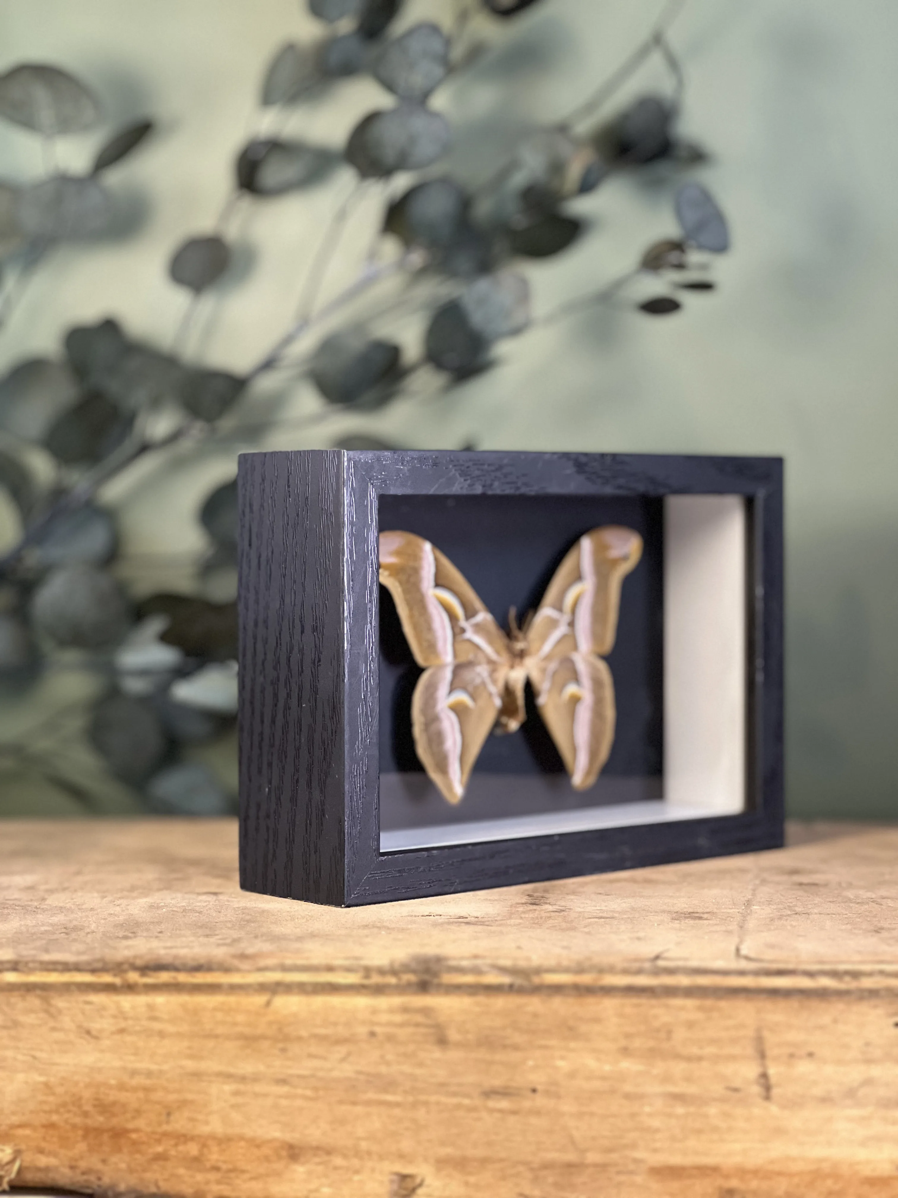 Samia cynthia walkeri sous cadre – Image 4