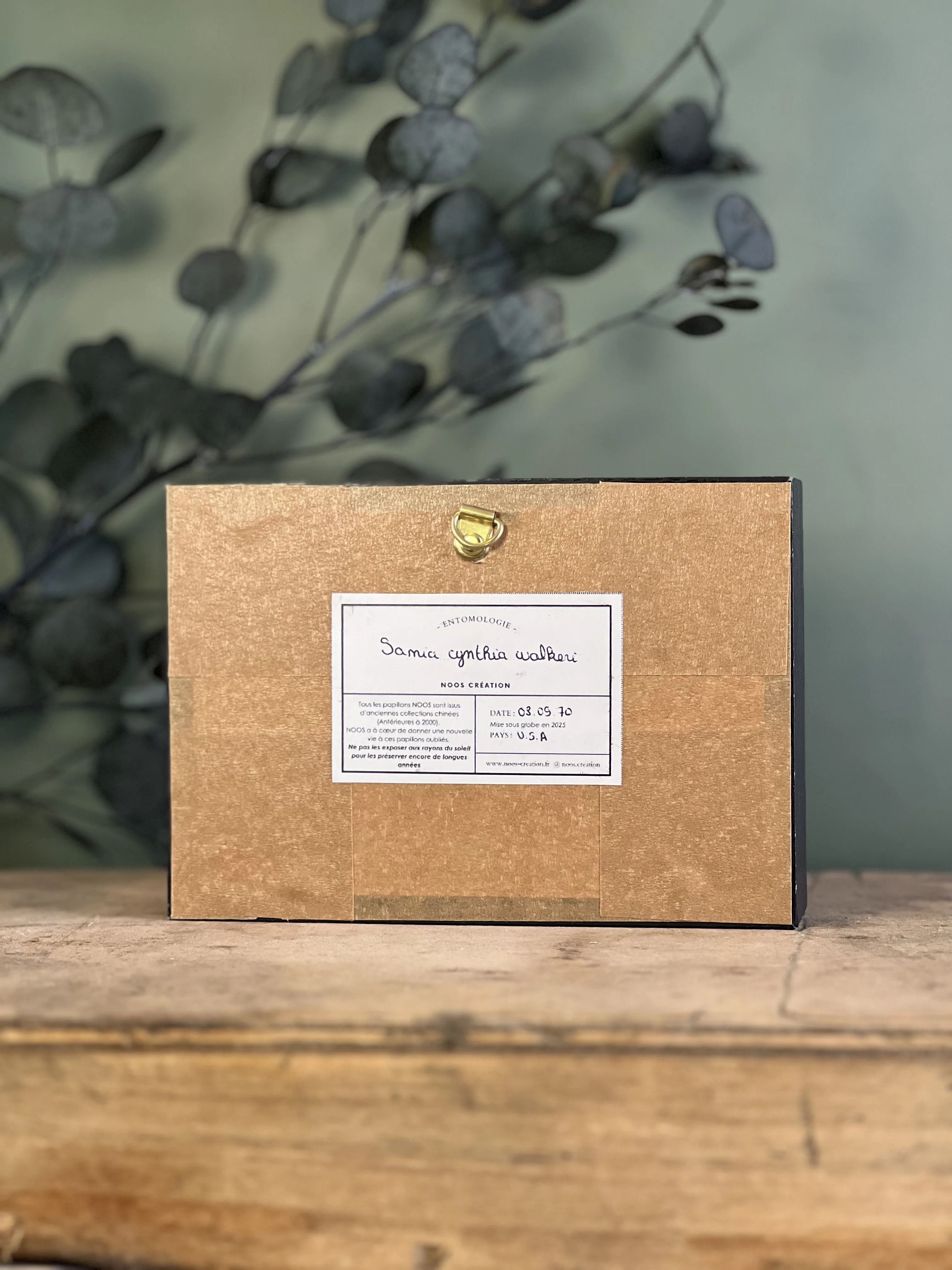 Samia cynthia walkeri sous cadre – Image 5