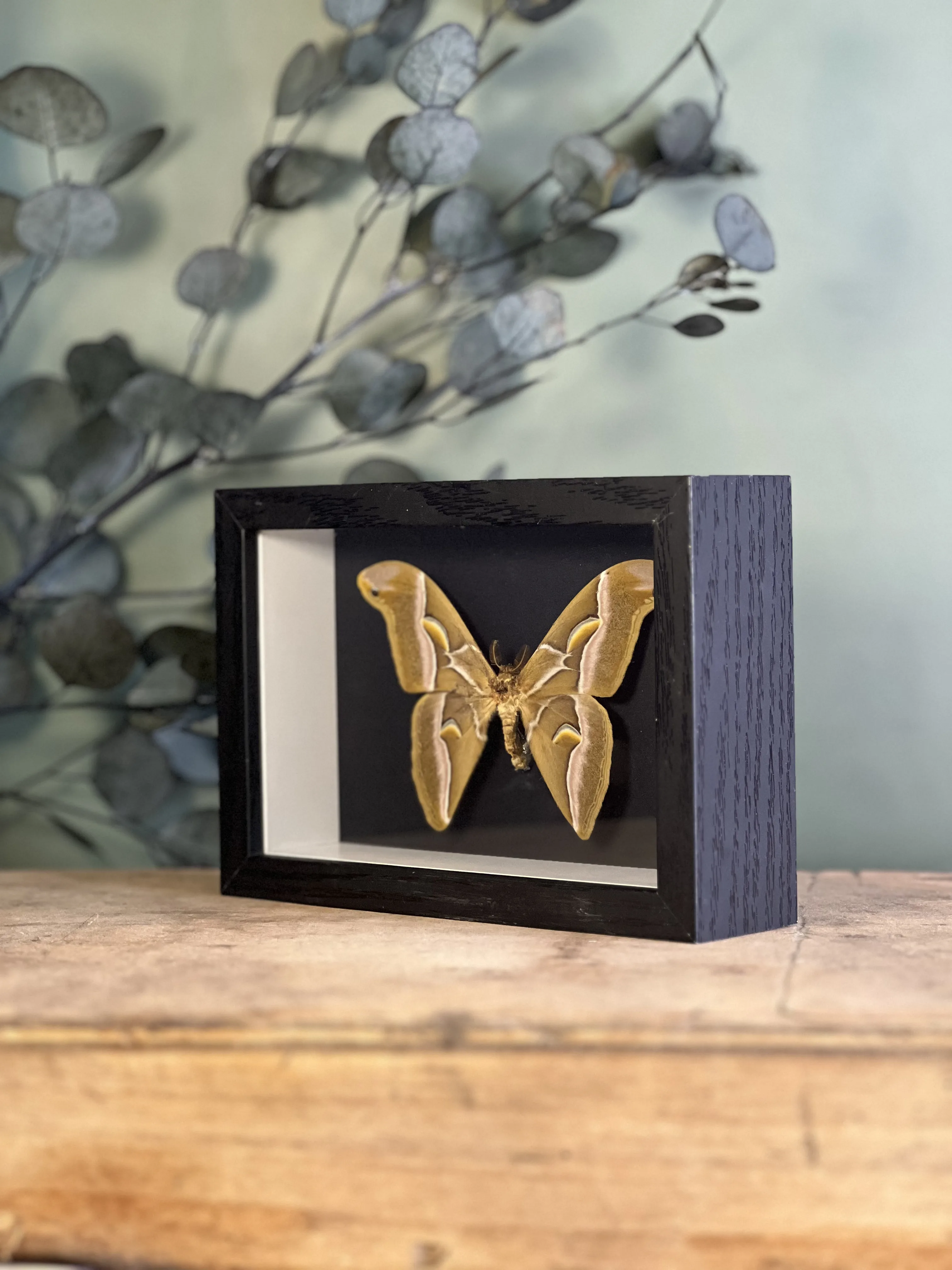 Samia cynthia walkeri sous cadre – Image 6