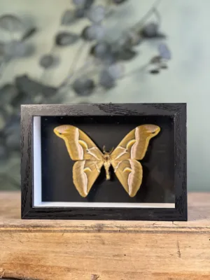 Samia cynthia walkeri sous cadre