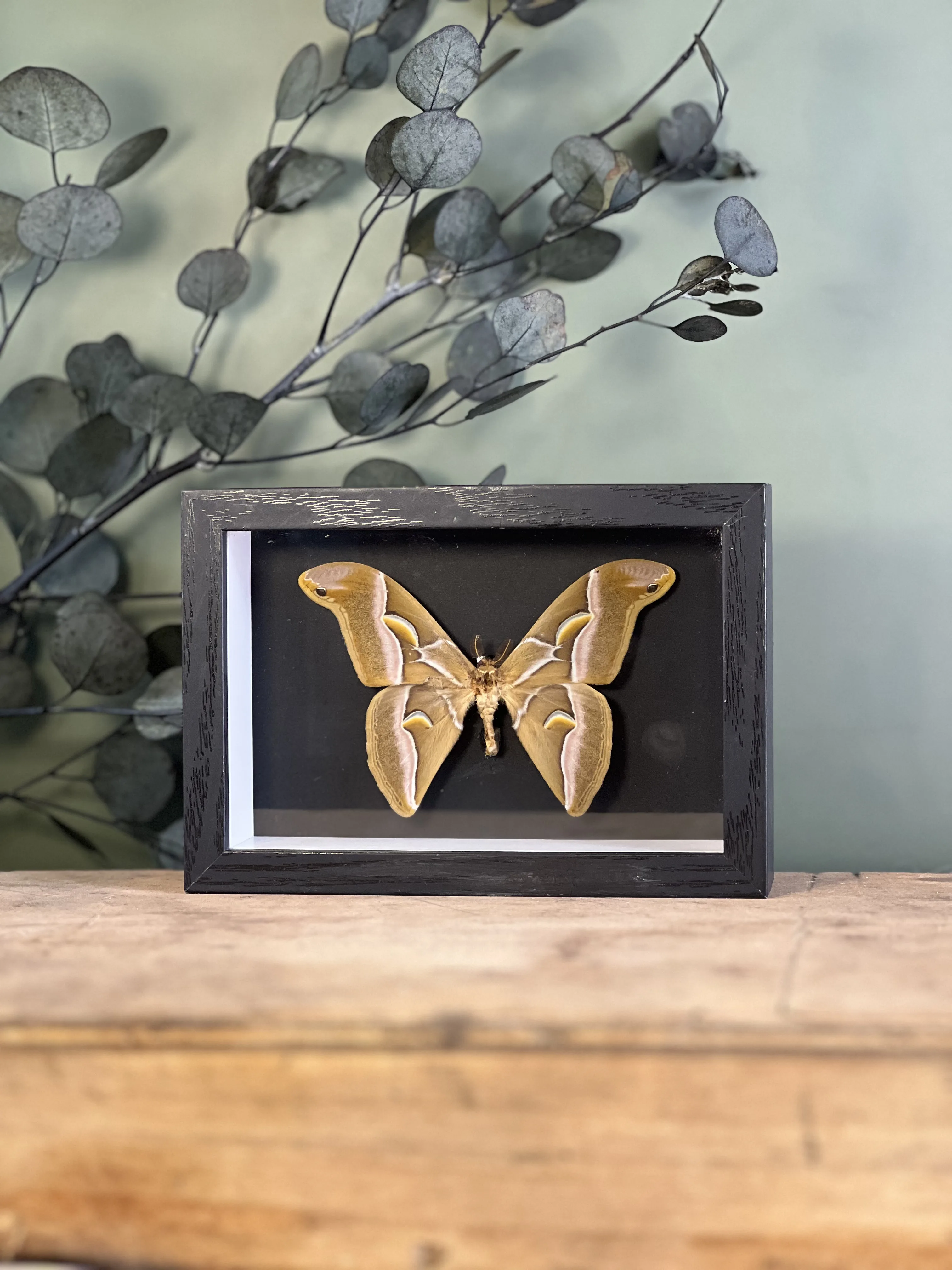 Samia cynthia walkeri sous cadre – Image 9