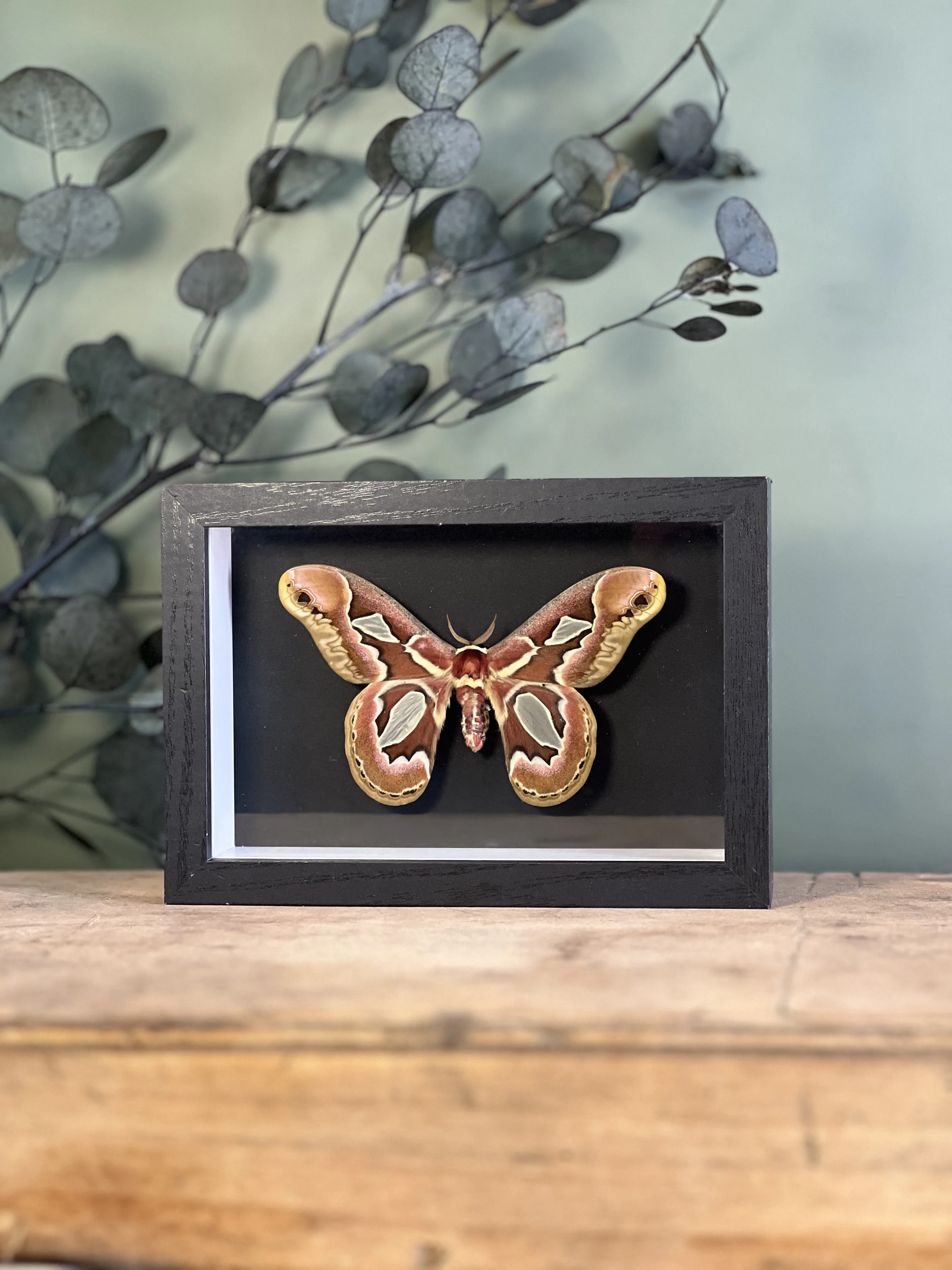 Rothschildia jacobaeae – Image 7