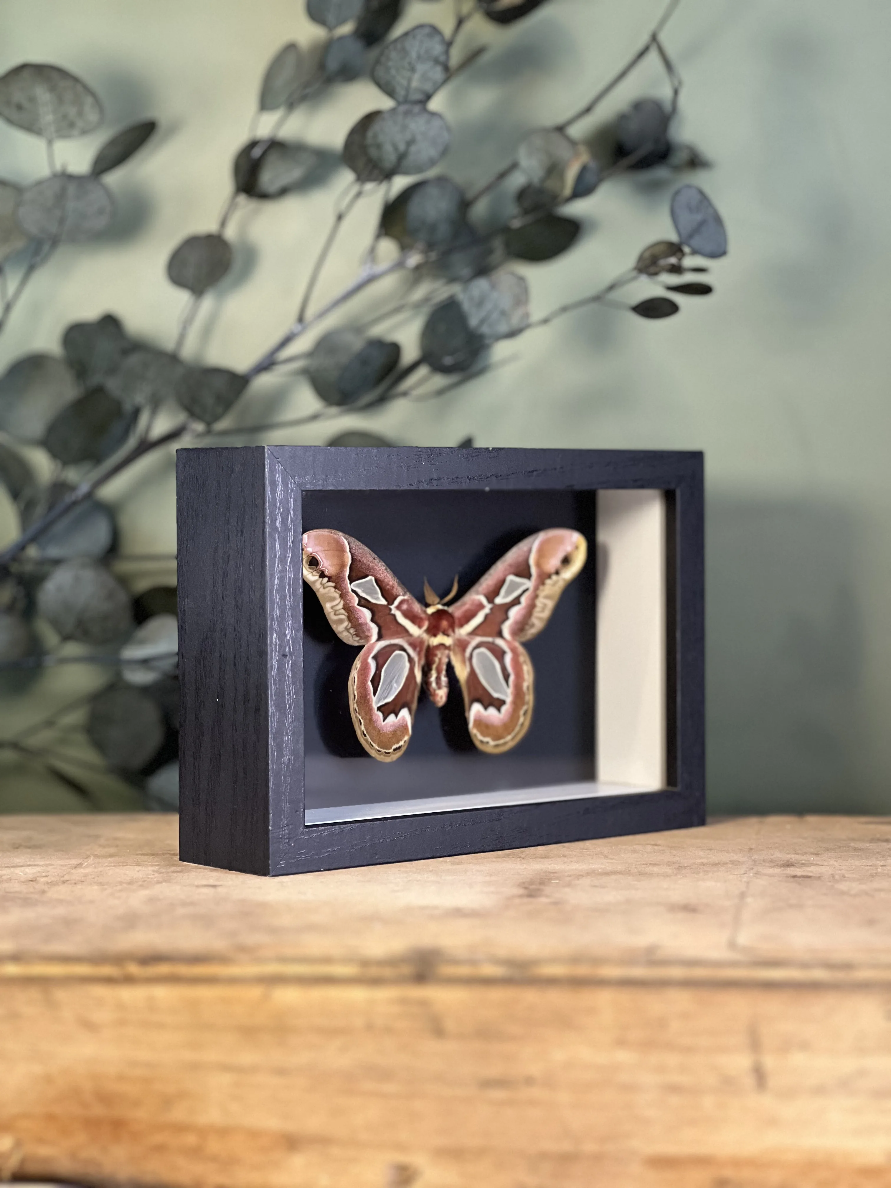 Rothschildia jacobaeae – Image 6