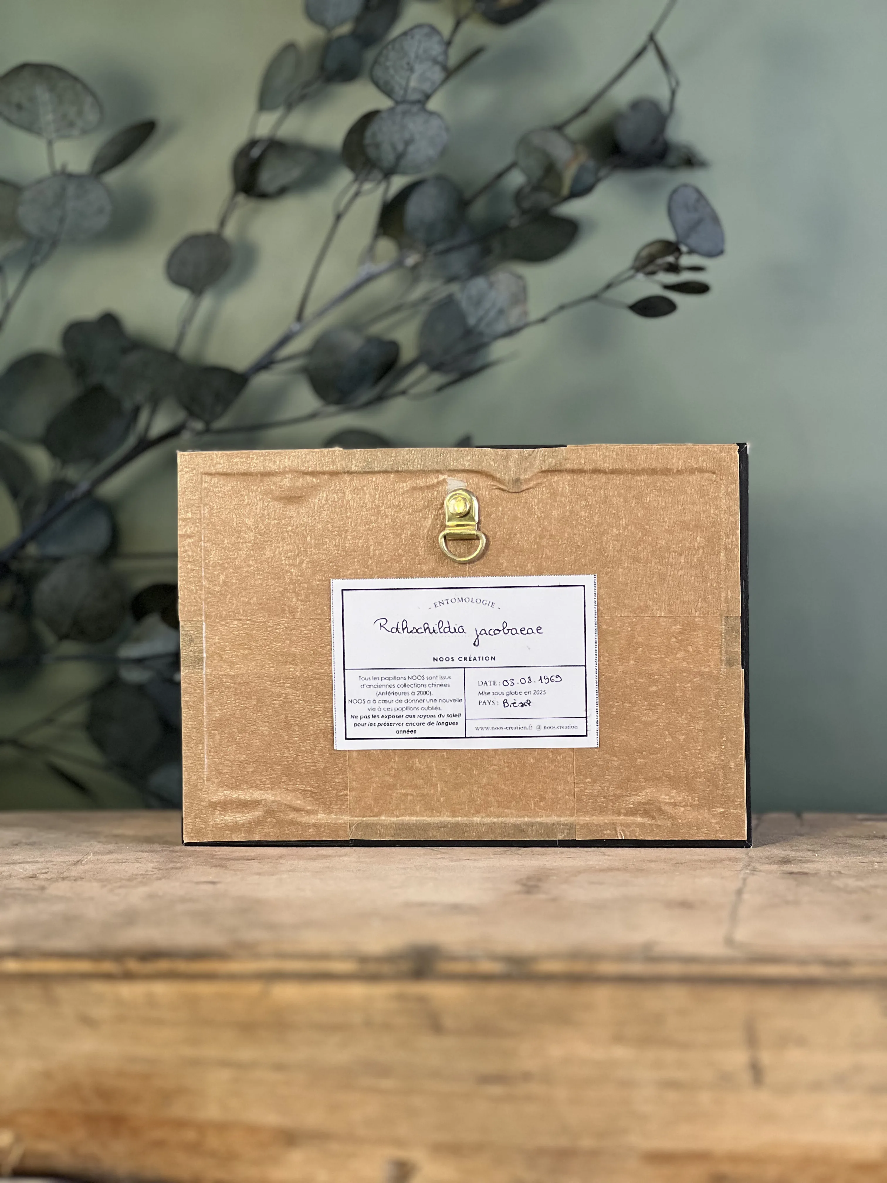 Rothschildia jacobaeae – Image 4