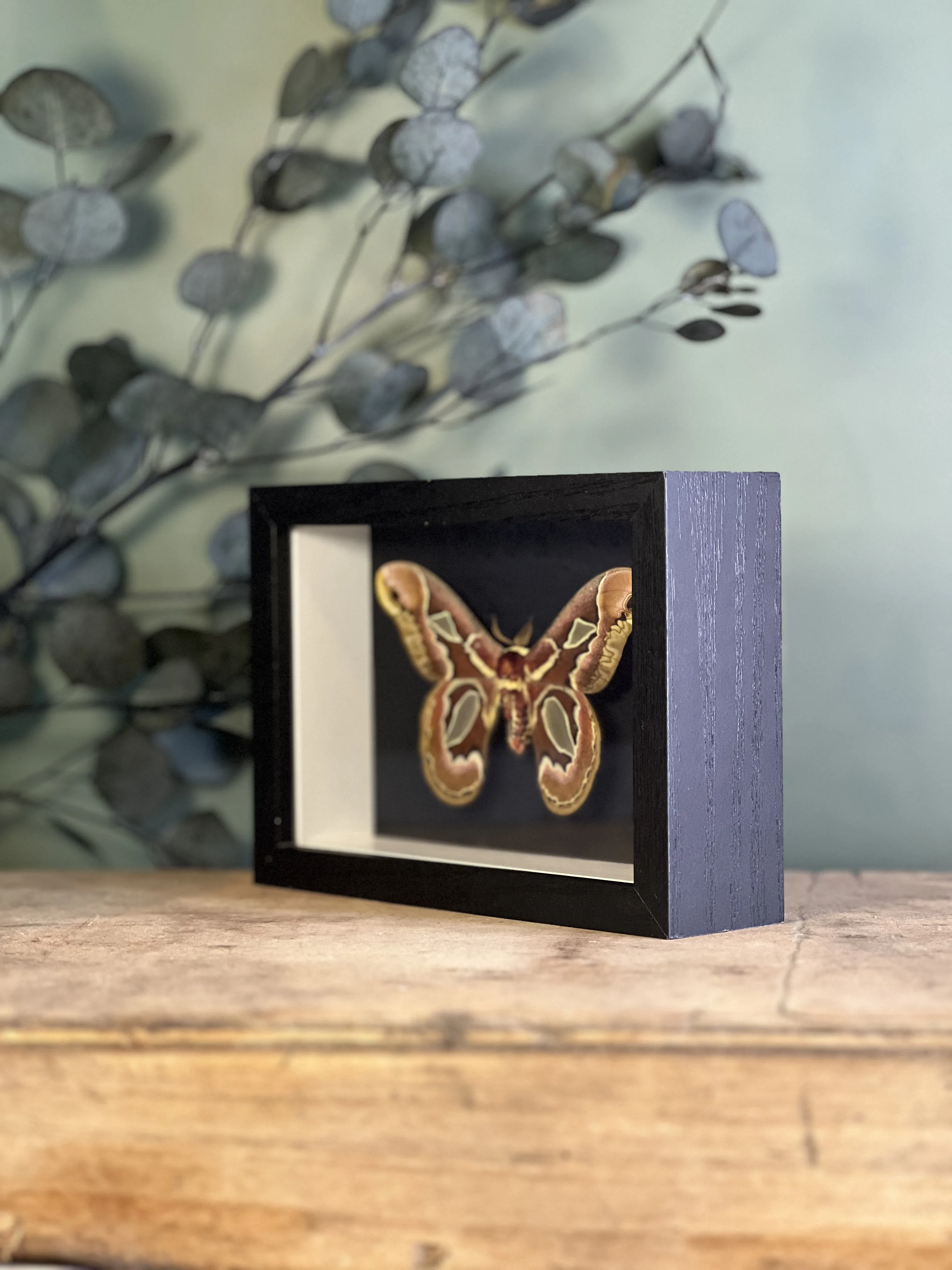 Rothschildia jacobaeae – Image 3