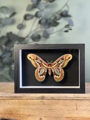 Rothschildia jacobaeae