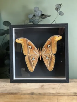Attacus Atlas sous cadre