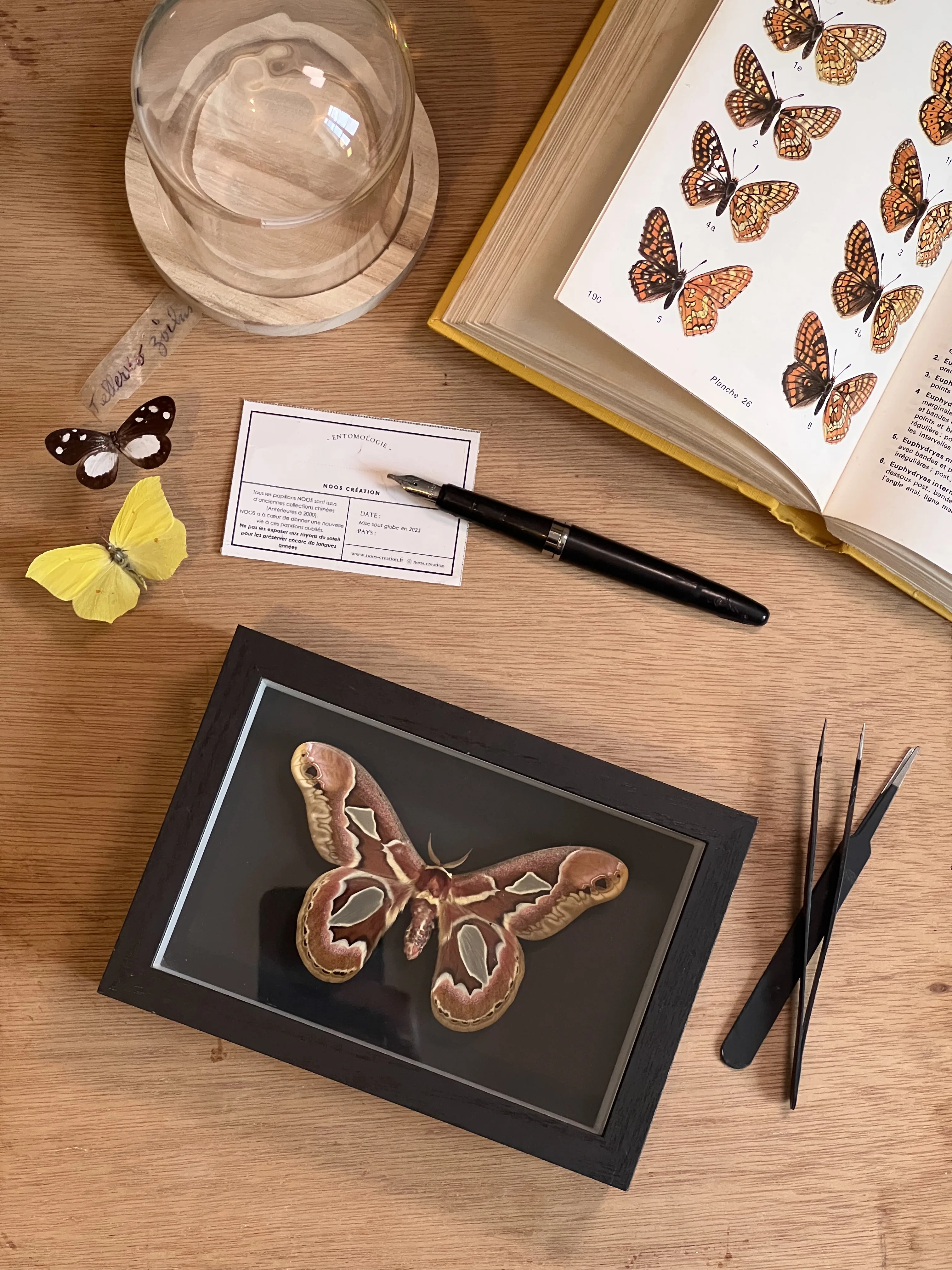 Rothschildia jacobaeae – Image 8