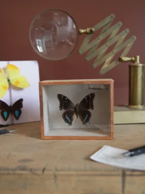 1994 - Charaxes Etepsipe