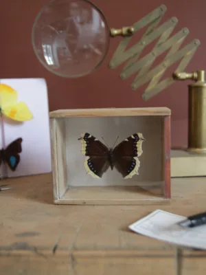 1970 - Nymphalis antiopa