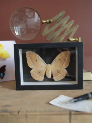 1969 - Antheraea Perniy