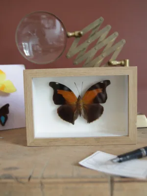 1967 - Historis Odius